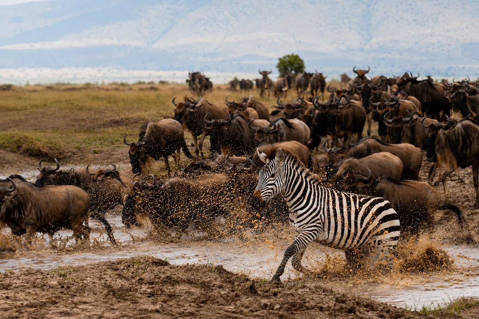 The Great Migration