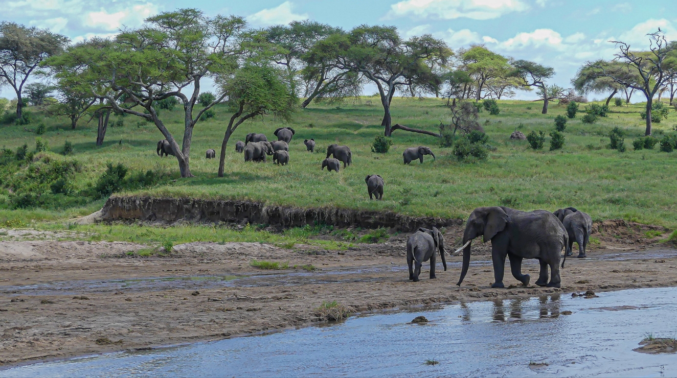 Tarangire National Park: Tanzania's Elephant Paradise