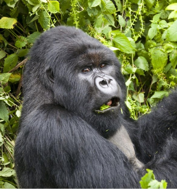 Uganda