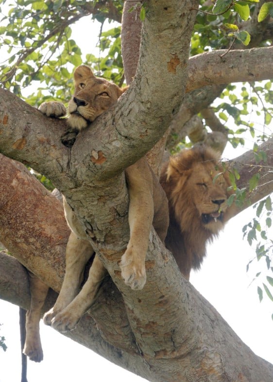 Uganda Gorillas and Lions Safari