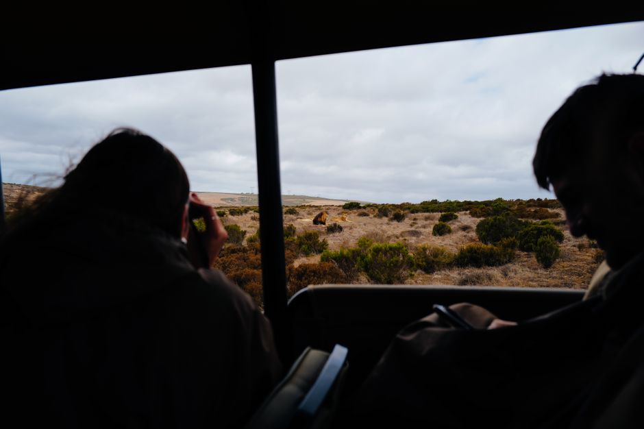 luxury wildlife safari