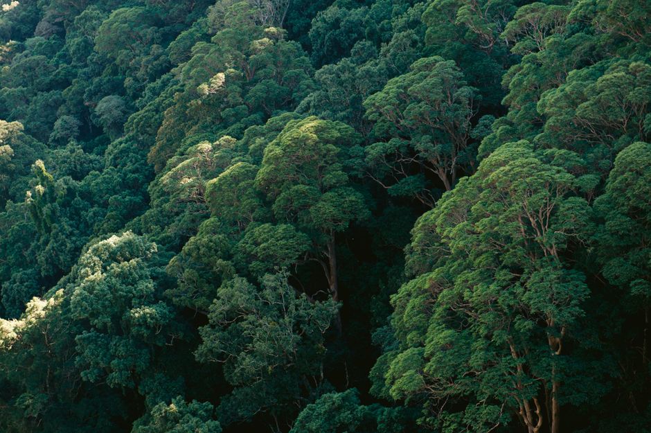 Rwanda's nyungwe forest national park