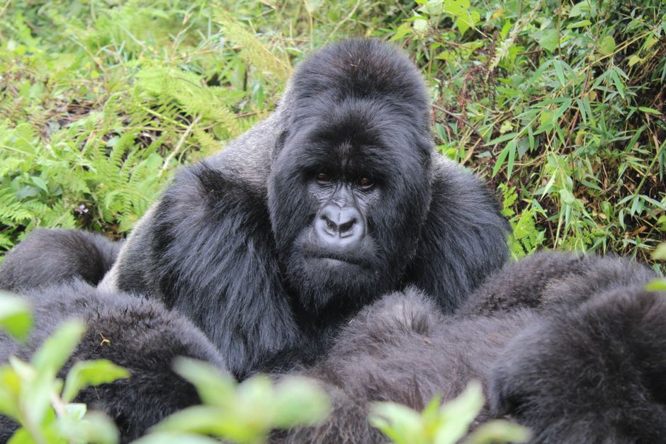 gorilla trekking rwanda vs uganda