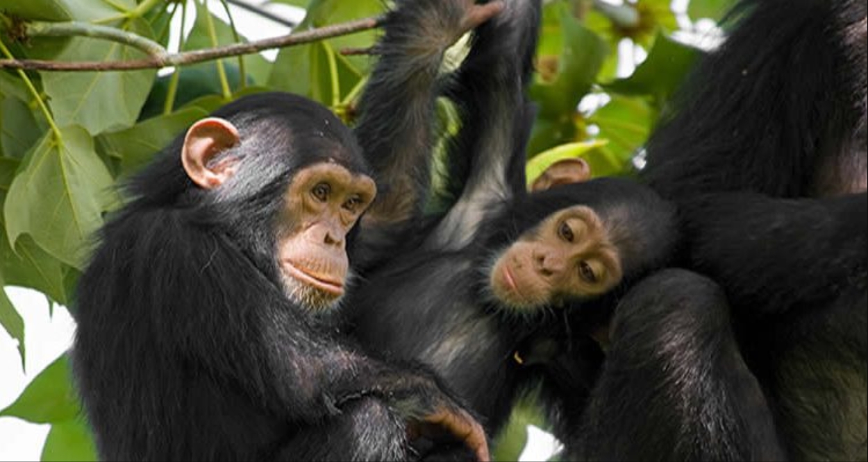 Wildlife and Biodiversity in Rwanda's Nyungwe National Park