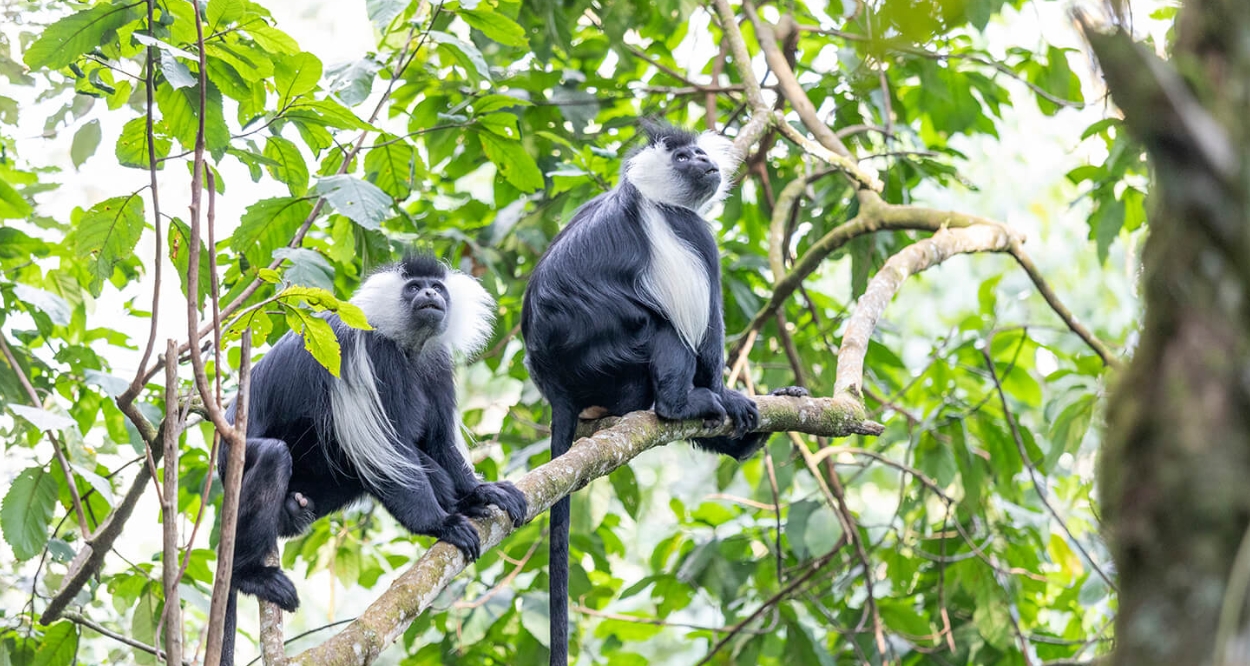 Primates of Rwanda's Nyungwe Forest National Park