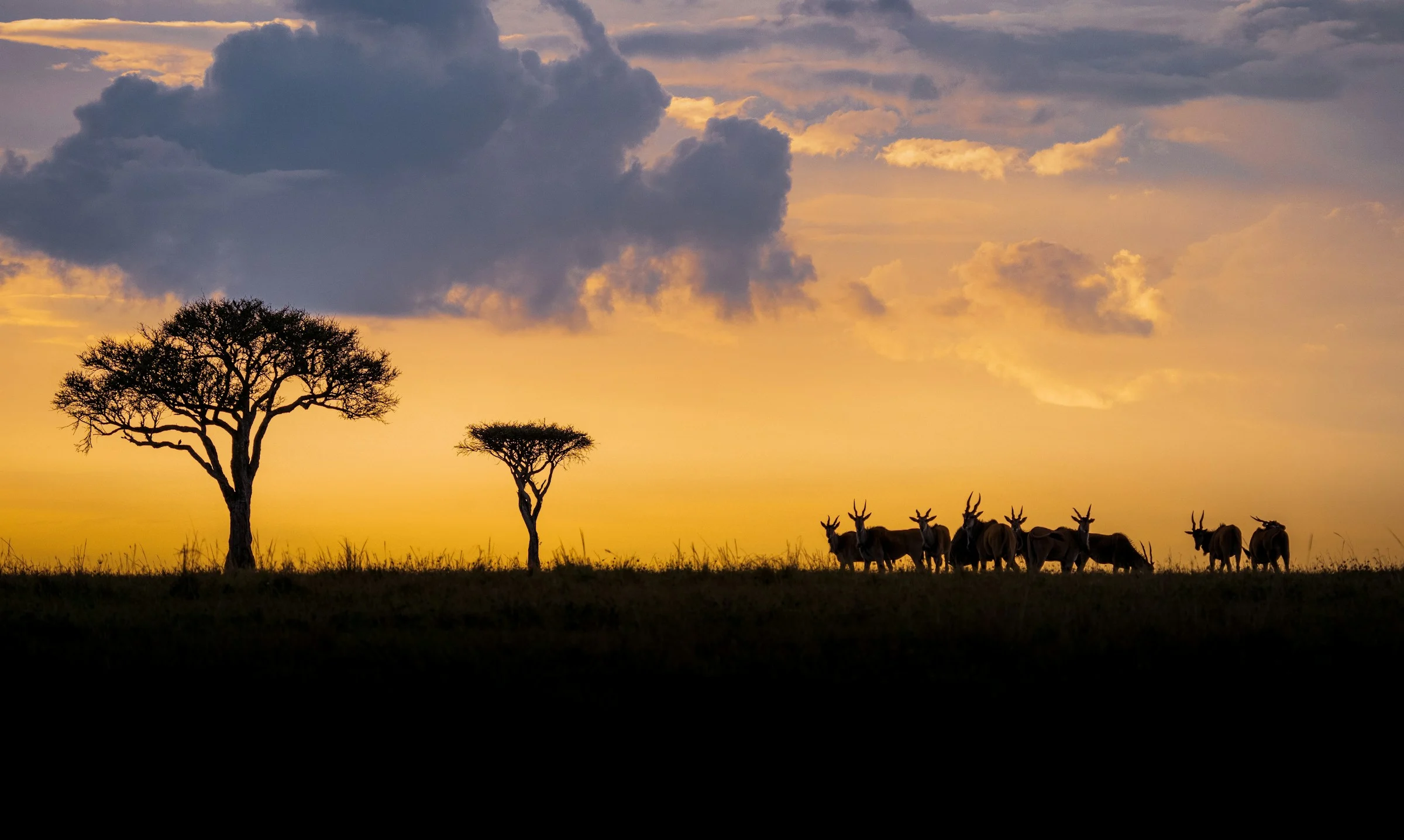 Acacia trees and grazing antelope silhouetted against a golden dusk sky in the Maasai Mara