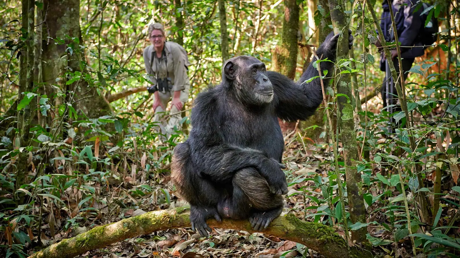 A wild chimpanzee on a fallen log with trekkers watching from the forest behind