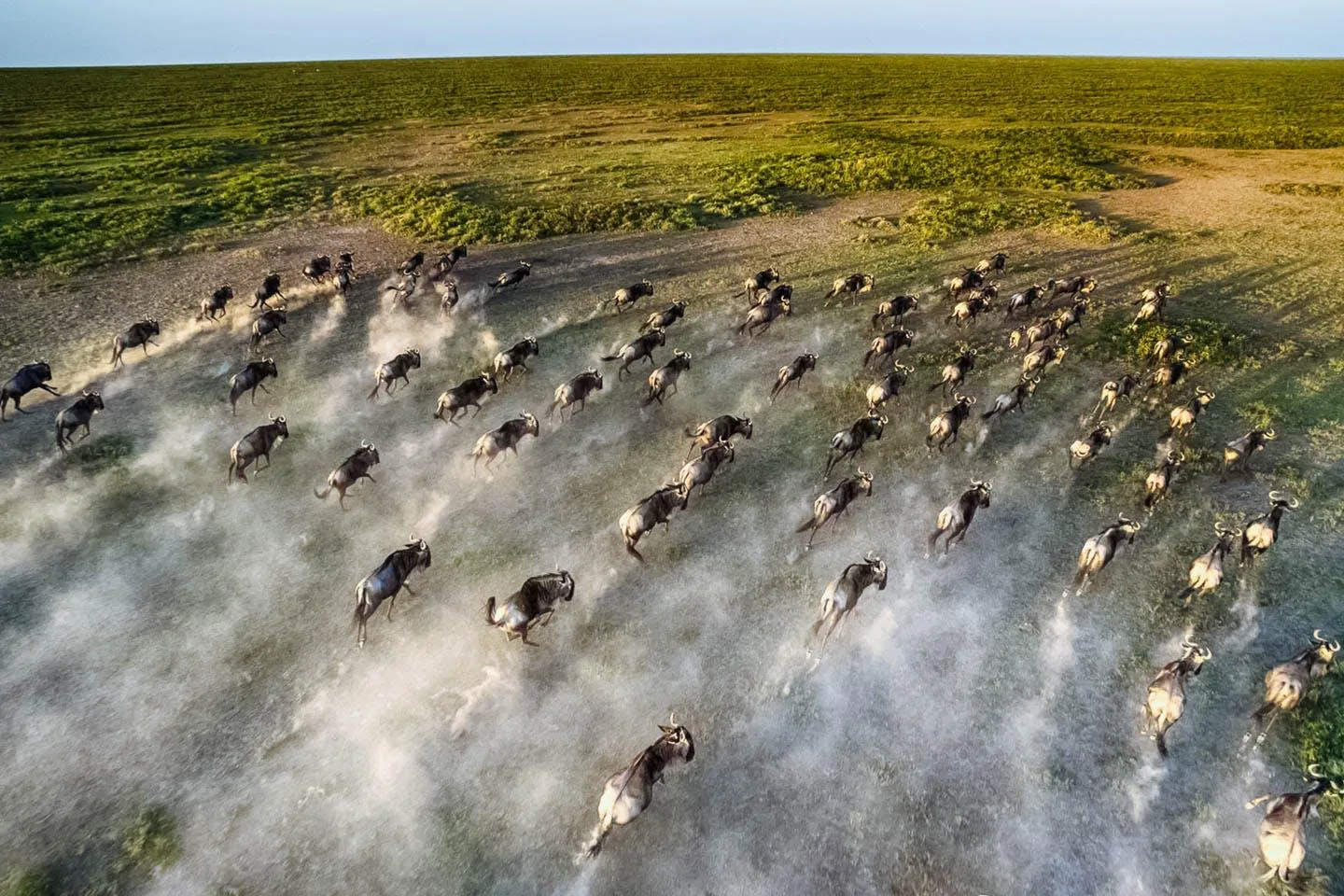 Wildebeest massed in their thousands beneath acacia trees on the Serengeti, dust hanging over the herd