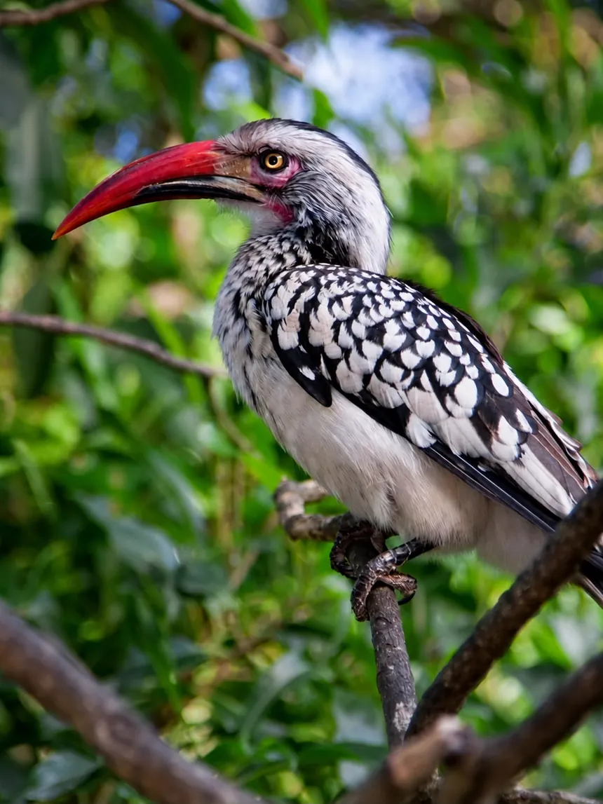 A southern red-billed hornbill perched on a branch in green foliage