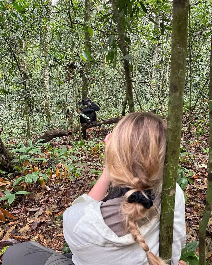 A chimpanzee moving through the forest canopy in Kibale National Park