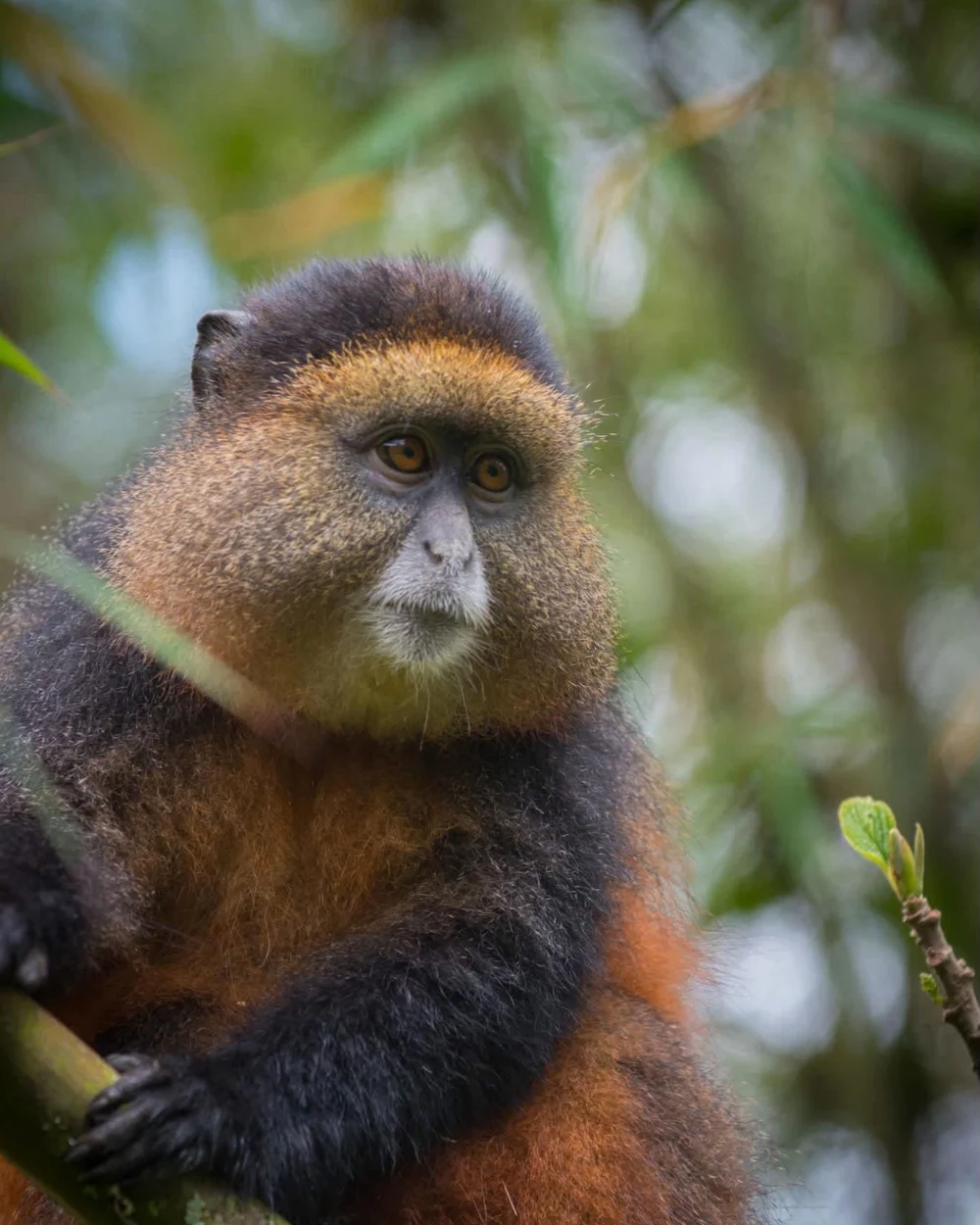 A golden monkey perched on a bamboo stem in the Virunga foothills