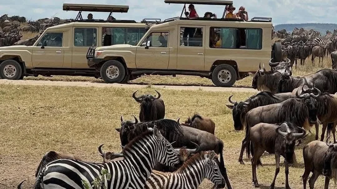 Wildebeest massed along a river bank during the Great Migration