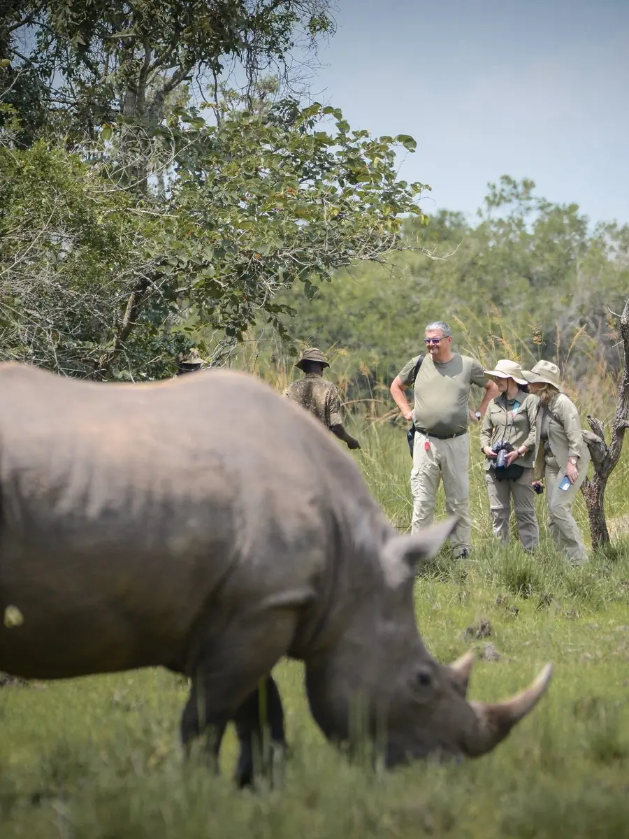 A rhino grazing in open bush with a ranger watching at a distance