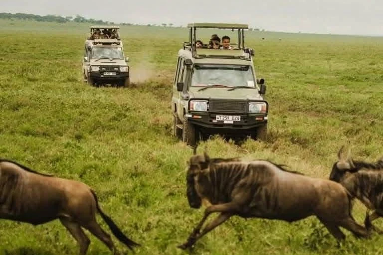 Safari vehicles on the plains as wildebeest run across the grassland